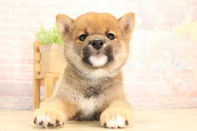 豆柴