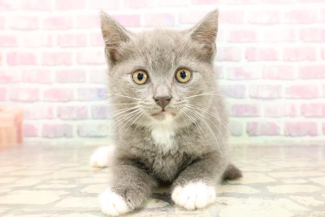 埼玉県のマンチカン (Coo&RIKUアニマルケアセンター大宮/2025年7月1日生まれ/男の子/ブルーホワイト)の子猫の1枚目の画像