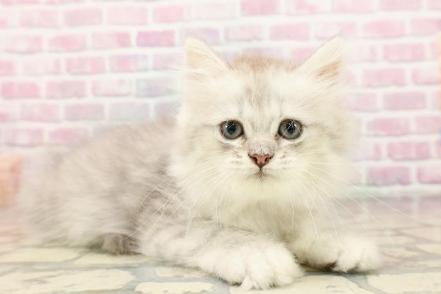 埼玉県のミヌエット (Coo&RIKU草加バイパス店/2025年7月1日生まれ/男の子/シルバータビー)の子猫の3枚目の画像