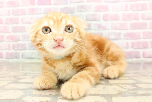 埼玉県のスコティッシュフォールド (Coo&RIKU大宮店/2025年7月2日生まれ/男の子/レッドタビー)の子猫の2枚目の画像