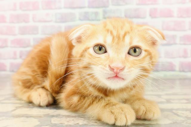 埼玉県のスコティッシュフォールド (Coo&RIKU大宮店/2025年7月2日生まれ/男の子/レッドタビー)の子猫の3枚目の画像
