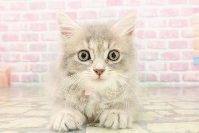 埼玉県のサイベリアン (Coo&RIKU大宮店/2025年7月3日生まれ/女の子/ブルータビー)の子猫の1枚目の画像