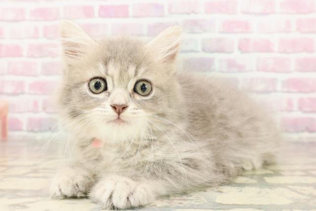 埼玉県のサイベリアン (Coo&RIKU大宮店/2025年7月3日生まれ/女の子/ブルータビー)の子猫の2枚目の画像