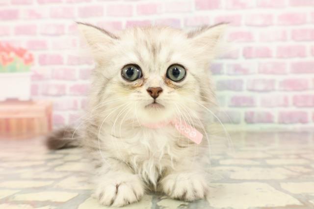 栃木県のミヌエット (Coo&RIKU足利店/2025年6月27日生まれ/女の子/シルバータビー)の子猫の1枚目の画像