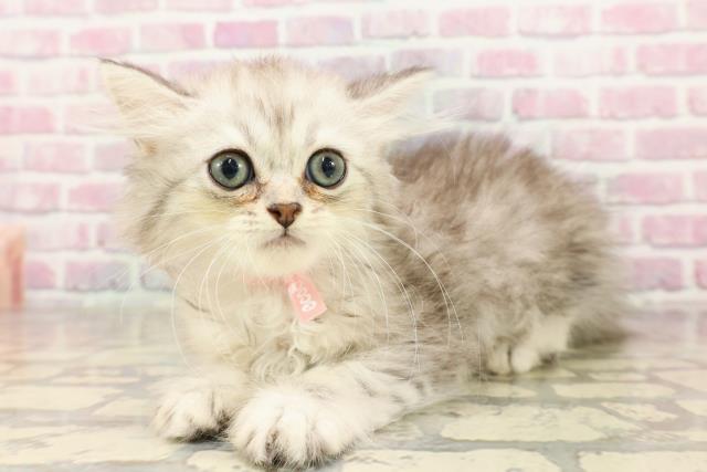 栃木県のミヌエット (Coo&RIKU足利店/2025年6月27日生まれ/女の子/シルバータビー)の子猫の2枚目の画像
