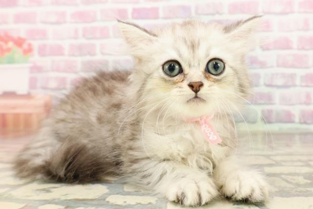 栃木県のミヌエット (Coo&RIKU足利店/2025年6月27日生まれ/女の子/シルバータビー)の子猫の3枚目の画像