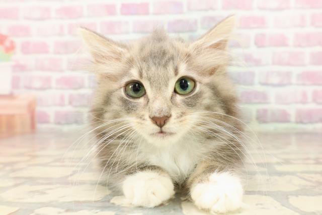 ノルウェージャン・フォレストキャット