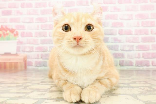 栃木県のアメリカンカール (Coo&RIKU足利店/2025年3月12日生まれ/女の子/レッドタビーホワイト)の子猫の1枚目の画像