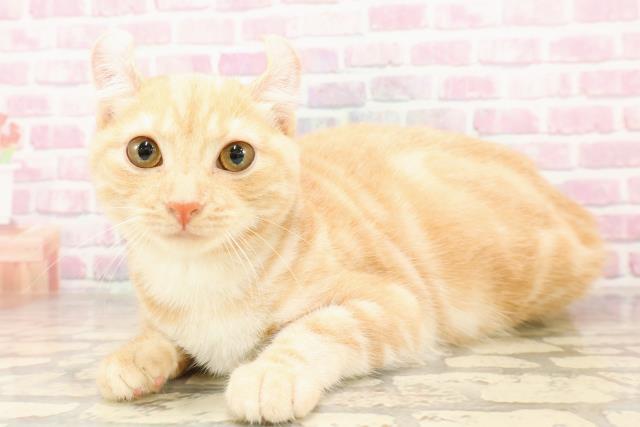 栃木県のアメリカンカール (Coo&RIKU足利店/2025年3月12日生まれ/女の子/レッドタビーホワイト)の子猫の2枚目の画像