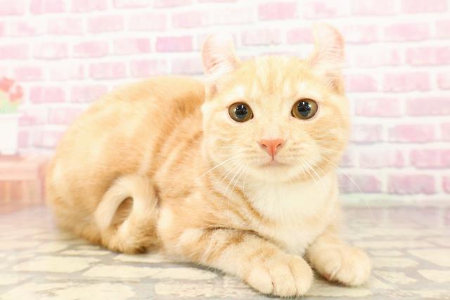 栃木県のアメリカンカール (Coo&RIKU足利店/2025年3月12日生まれ/女の子/レッドタビーホワイト)の子猫の3枚目の画像