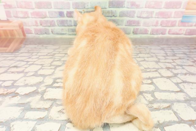 栃木県のアメリカンカール (Coo&RIKU足利店/2025年3月12日生まれ/女の子/レッドタビーホワイト)の子猫の4枚目の画像