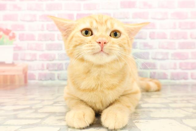 長野県のスコティッシュフォールド (Coo&RIKU松本店/2025年4月18日生まれ/女の子/レッドタビー)の子猫