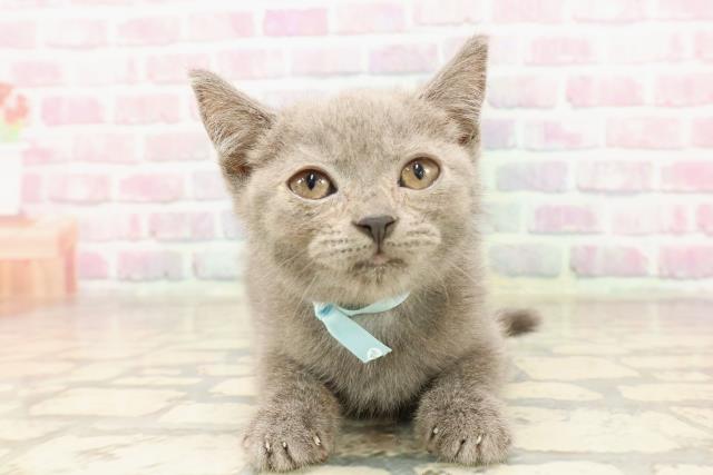 新潟県のスコティッシュフォールド (Coo&RIKU新潟西店/2025年6月7日生まれ/男の子/ブルー)の子猫の1枚目の画像