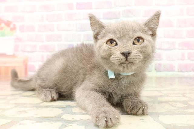 新潟県のスコティッシュフォールド (Coo&RIKU新潟西店/2025年6月7日生まれ/男の子/ブルー)の子猫の3枚目の画像