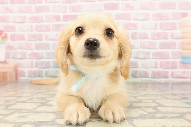 群馬県のハーフ犬・ミックス犬 (Coo&RIKUDCM館林店/2025年7月1日生まれ/男の子/イエロー)の子犬の1枚目の画像