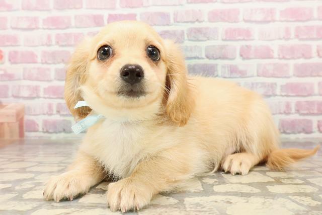 群馬県のハーフ犬・ミックス犬 (Coo&RIKUDCM館林店/2025年7月1日生まれ/男の子/イエロー)の子犬の2枚目の画像