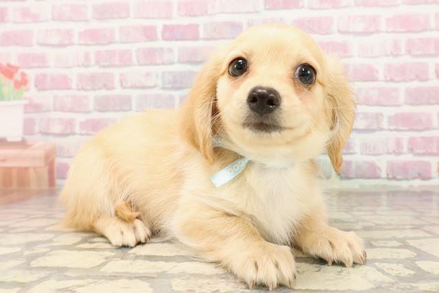 群馬県のハーフ犬・ミックス犬 (Coo&RIKUDCM館林店/2025年7月1日生まれ/男の子/イエロー)の子犬の3枚目の画像
