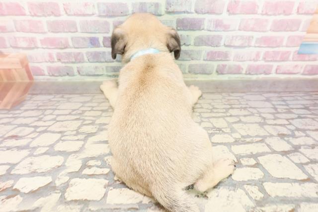 埼玉県のパグ (Coo&RIKUアニマルケアセンター大宮/2025年7月2日生まれ/男の子/フォーン)の子犬の4枚目の画像