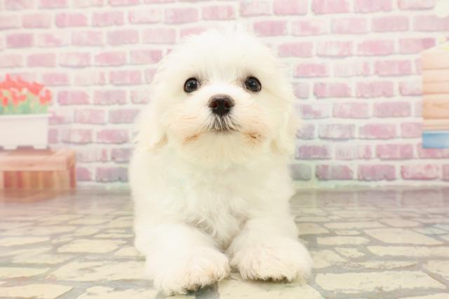 東京都のマルチーズ (Coo&RIKU江戸川店/2025年7月3日生まれ/男の子/ホワイト)の子犬の1枚目の画像