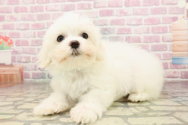 東京都のマルチーズ (Coo&RIKU江戸川店/2025年7月3日生まれ/男の子/ホワイト)の子犬の2枚目の画像