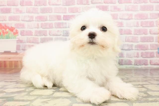 東京都のマルチーズ (Coo&RIKU江戸川店/2025年7月3日生まれ/男の子/ホワイト)の子犬の3枚目の画像