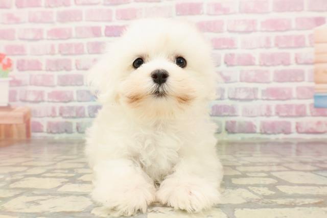 埼玉県のマルチーズ (Coo&RIKU大宮店/2025年7月3日生まれ/女の子/ホワイト)の子犬の1枚目の画像