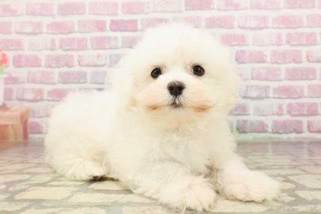 埼玉県のマルチーズ (Coo&RIKU大宮店/2025年7月3日生まれ/女の子/ホワイト)の子犬の3枚目の画像