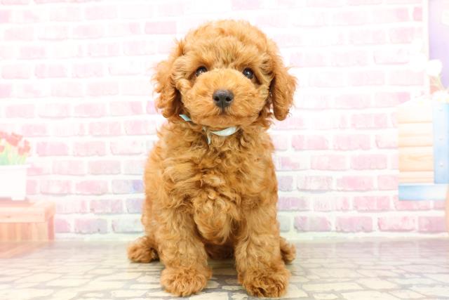 東京都のトイプードル(トイ) (Coo&RIKU江戸川店/2025年7月2日生まれ/男の子/レッド)の子犬の1枚目の画像