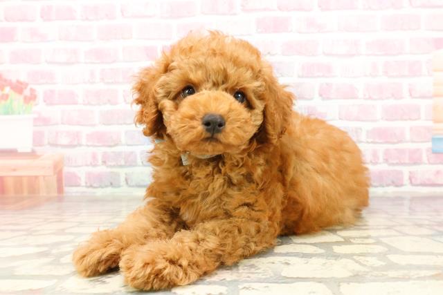 東京都のトイプードル(トイ) (Coo&RIKU江戸川店/2025年7月2日生まれ/男の子/レッド)の子犬の2枚目の画像