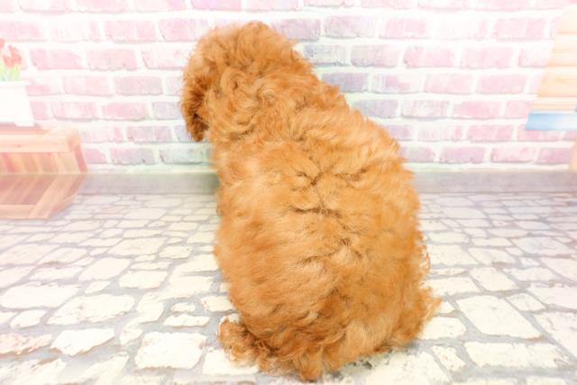 東京都のトイプードル(トイ) (Coo&RIKU江戸川店/2025年7月2日生まれ/男の子/レッド)の子犬の4枚目の画像