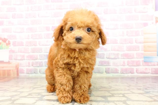 東京都のトイプードル(トイ) (Coo&RIKU足立本店/2025年7月2日生まれ/女の子/レッド)の子犬の1枚目の画像