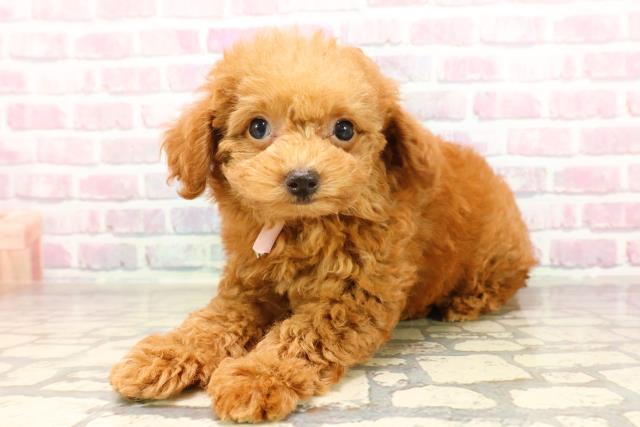 東京都のトイプードル(トイ) (Coo&RIKU足立本店/2025年7月2日生まれ/女の子/レッド)の子犬の2枚目の画像