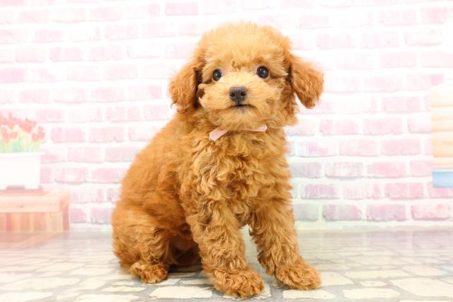 東京都のトイプードル(トイ) (Coo&RIKU足立本店/2025年7月2日生まれ/女の子/レッド)の子犬の3枚目の画像