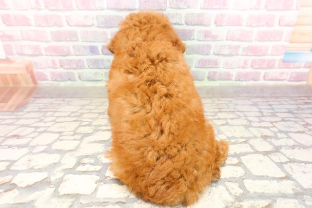 東京都のトイプードル(トイ) (Coo&RIKU足立本店/2025年7月2日生まれ/女の子/レッド)の子犬の4枚目の画像