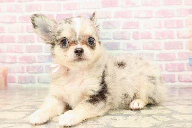 栃木県のチワワ(ロング) (Coo&RIKUFKDインターパーク店/2025年7月5日生まれ/女の子/ブルーマール)の子犬の2枚目の画像