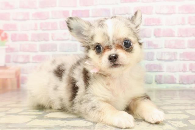 栃木県のチワワ(ロング) (Coo&RIKUFKDインターパーク店/2025年7月5日生まれ/女の子/ブルーマール)の子犬の3枚目の画像