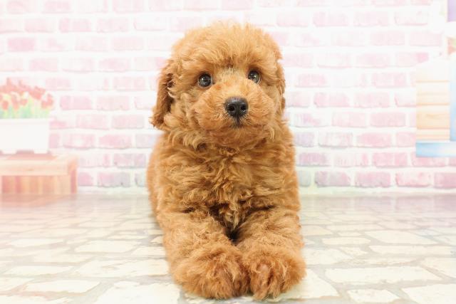 富山県のトイプードル(トイ) (Coo&RIKU富山店/2025年7月6日生まれ/男の子/レッド)の子犬の1枚目の画像