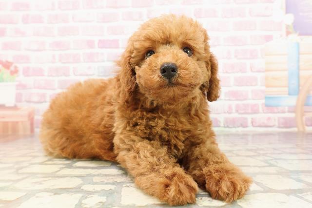 富山県のトイプードル(トイ) (Coo&RIKU富山店/2025年7月6日生まれ/男の子/レッド)の子犬の3枚目の画像