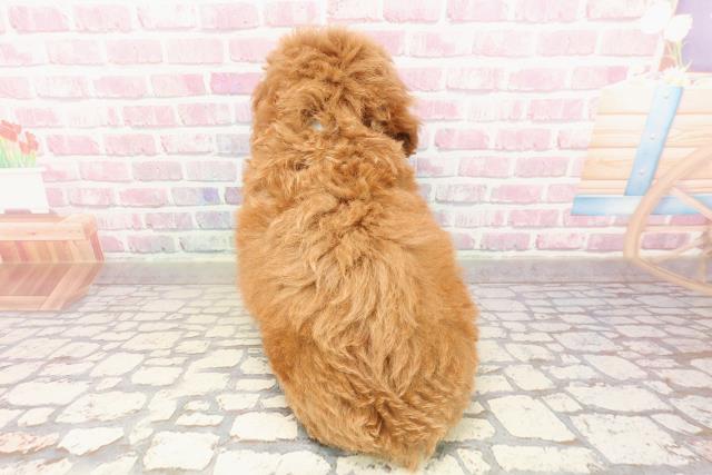 富山県のトイプードル(トイ) (Coo&RIKU富山店/2025年7月6日生まれ/男の子/レッド)の子犬の4枚目の画像
