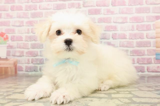 埼玉県のマルチーズ (Coo&RIKU川越店/2025年6月24日生まれ/男の子/ホワイト)の子犬の2枚目の画像