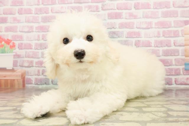 東京都のトイプードル(トイ) (Coo&RIKU江戸川店/2025年6月25日生まれ/女の子/ホワイト)の子犬の2枚目の画像
