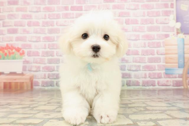 千葉県のマルチーズ (Coo&RIKU若葉都賀店/2025年6月25日生まれ/男の子/ホワイト)の子犬の1枚目の画像
