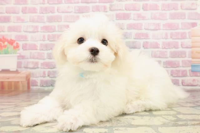 千葉県のマルチーズ (Coo&RIKU若葉都賀店/2025年6月25日生まれ/男の子/ホワイト)の子犬の2枚目の画像