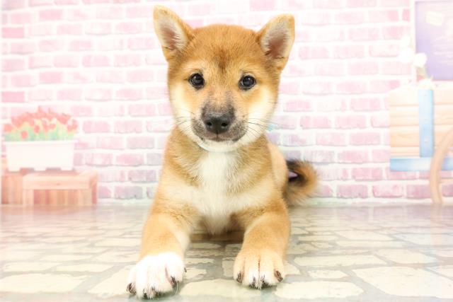 東京都の豆柴 (Coo&RIKU足立本店/2025年6月27日生まれ/男の子/赤)の子犬の1枚目の画像