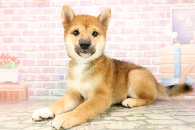 東京都の豆柴 (Coo&RIKU足立本店/2025年6月27日生まれ/男の子/赤)の子犬の2枚目の画像