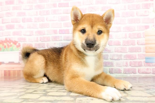 東京都の豆柴 (Coo&RIKU足立本店/2025年6月27日生まれ/男の子/赤)の子犬の3枚目の画像