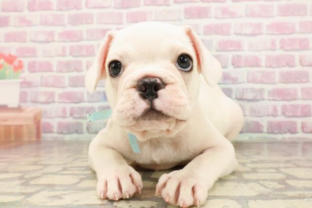 埼玉県のフレンチブルドッグ (Coo&RIKU岩槻店/2025年6月29日生まれ/男の子/クリーム)の子犬の1枚目の画像