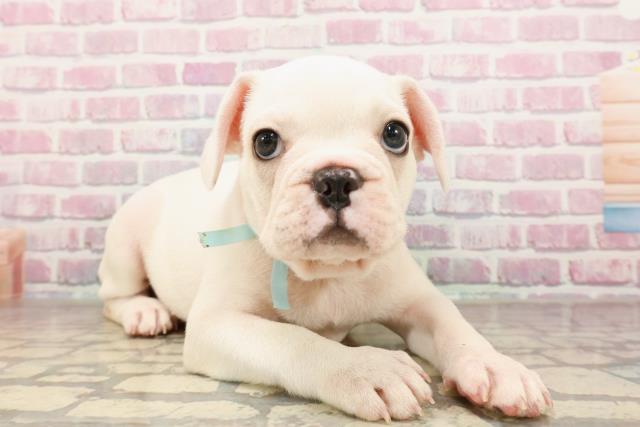 埼玉県のフレンチブルドッグ (Coo&RIKU岩槻店/2025年6月29日生まれ/男の子/クリーム)の子犬の3枚目の画像