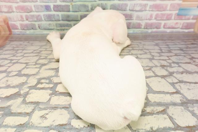 埼玉県のフレンチブルドッグ (Coo&RIKU岩槻店/2025年6月29日生まれ/男の子/クリーム)の子犬の4枚目の画像
