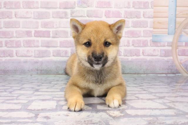 滋賀県の豆柴 (Coo&RIKUアヤハディオ水口店/2025年7月1日生まれ/男の子/赤)の子犬の1枚目の画像